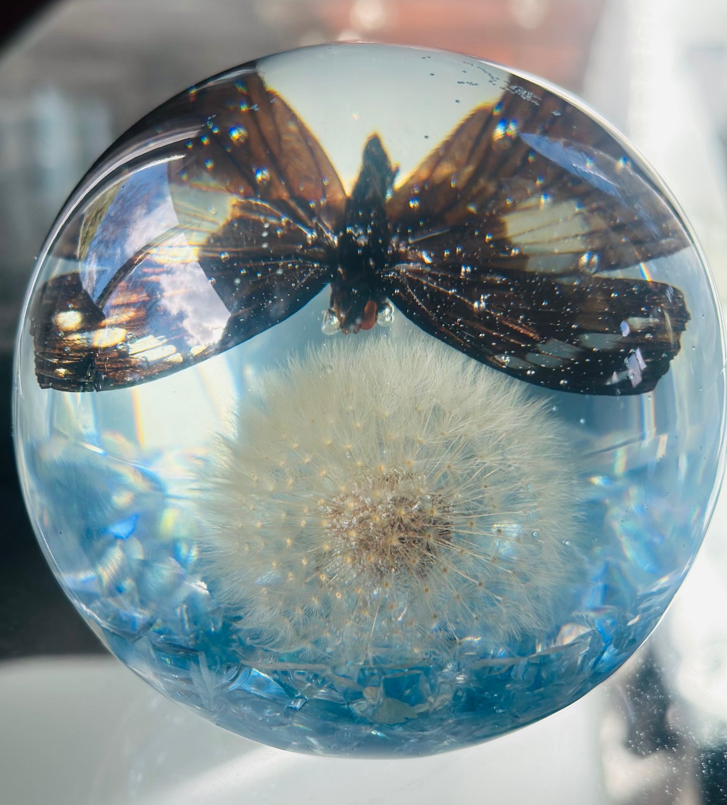 Tabby Butterfly over Dandelion