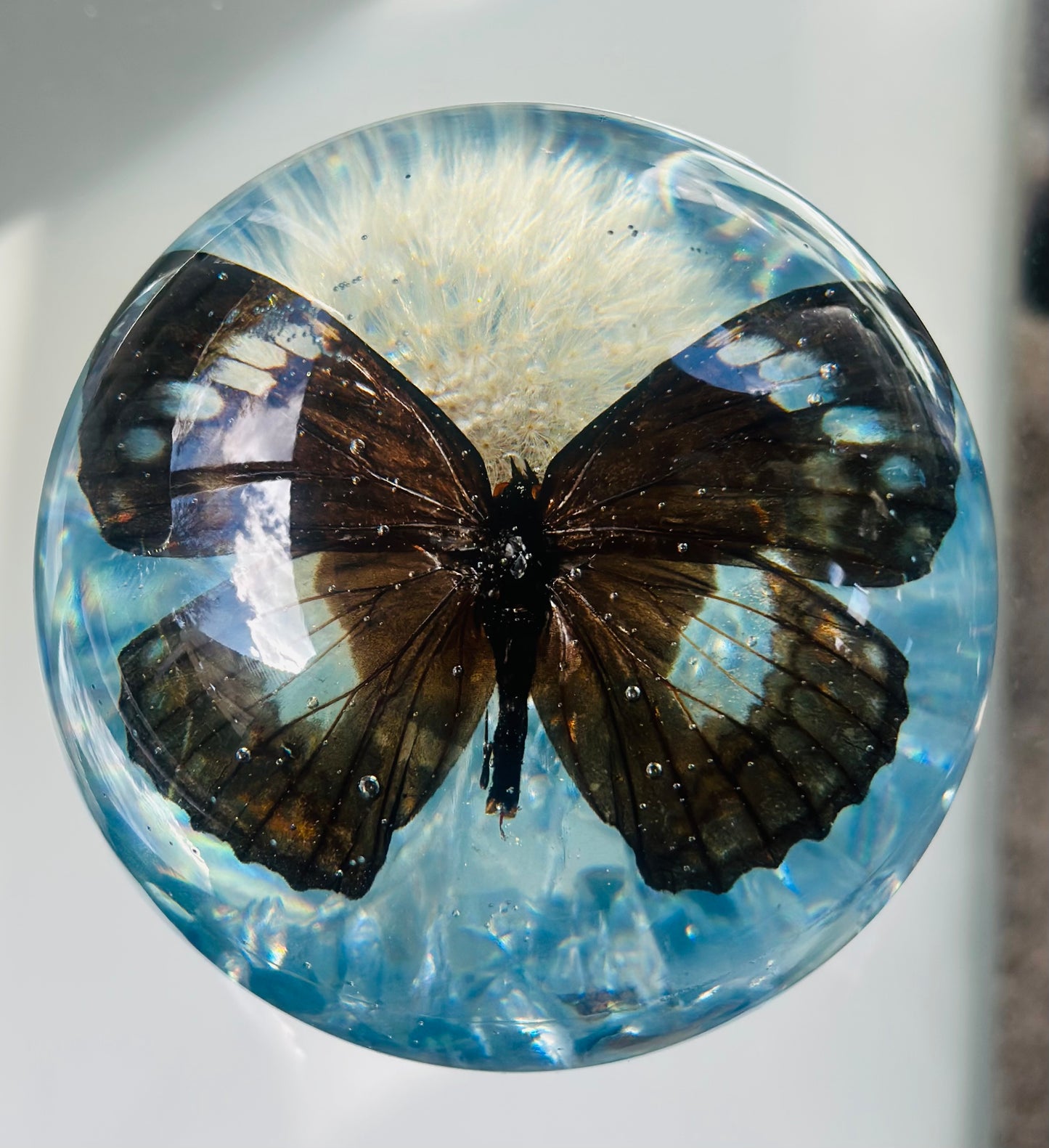 Tabby Butterfly over Dandelion