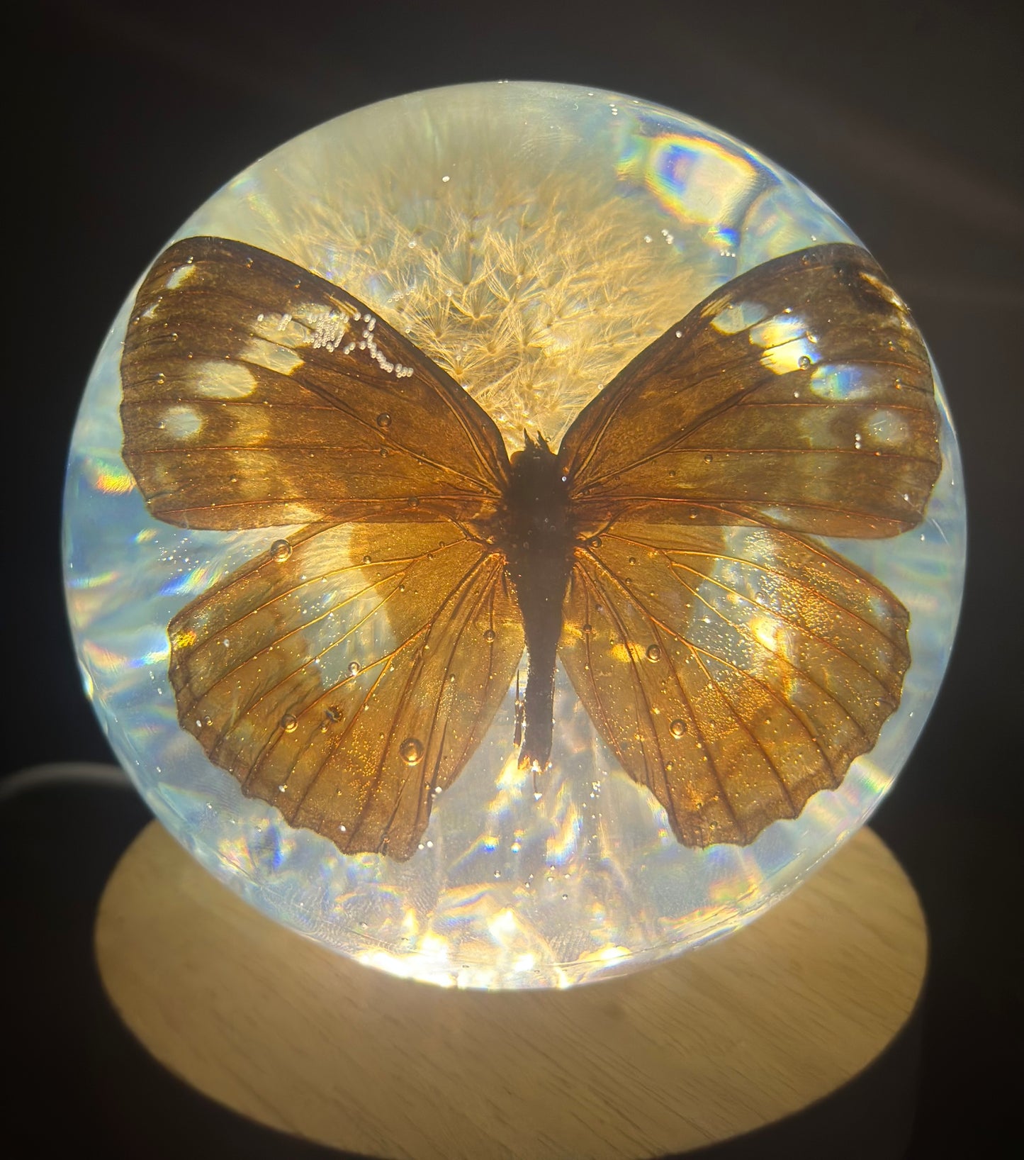 Tabby Butterfly over Dandelion