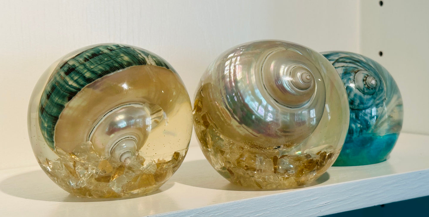 Triple Philippine Turbo Shell Set